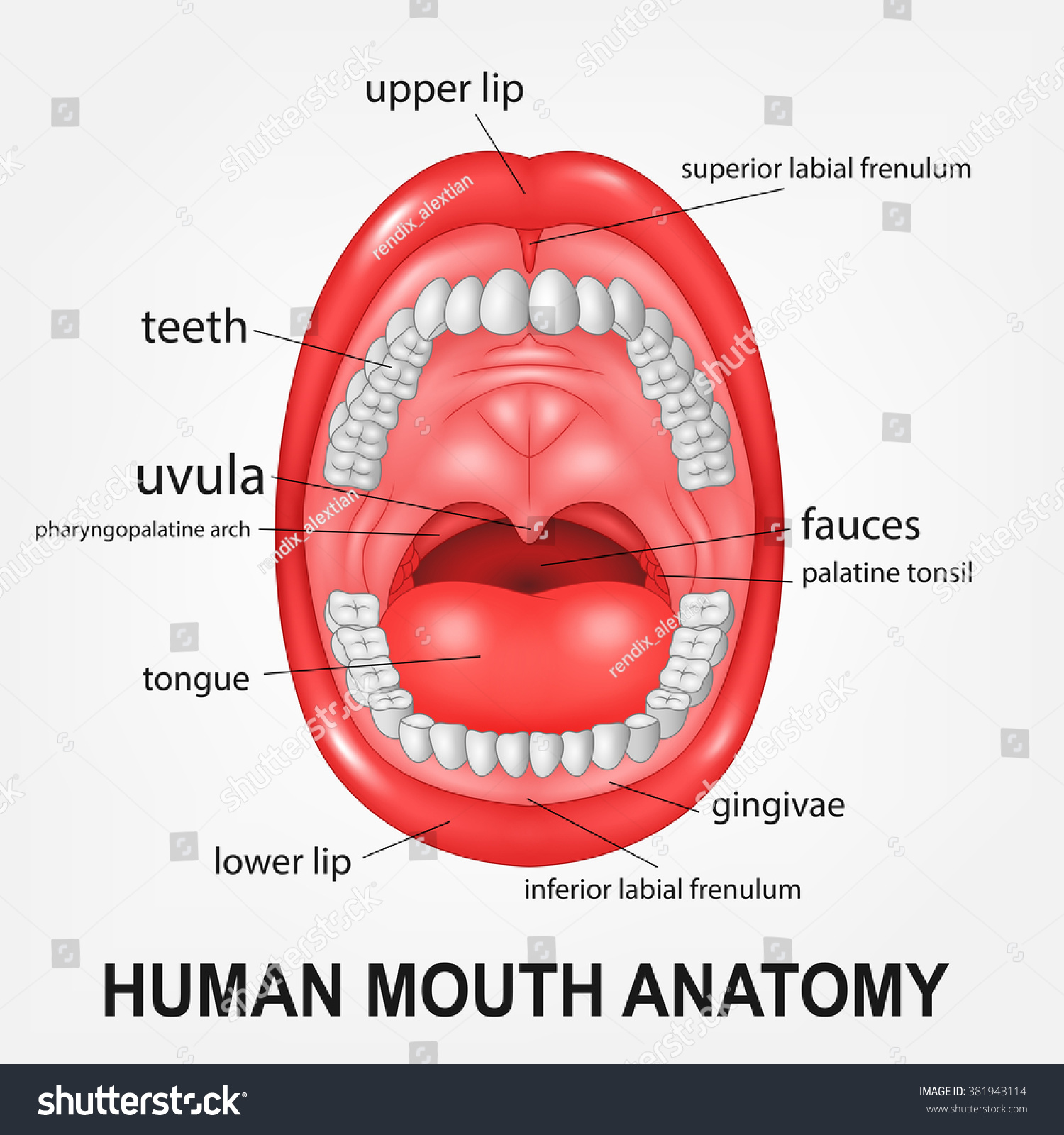 Parts Of Human Mouth 85