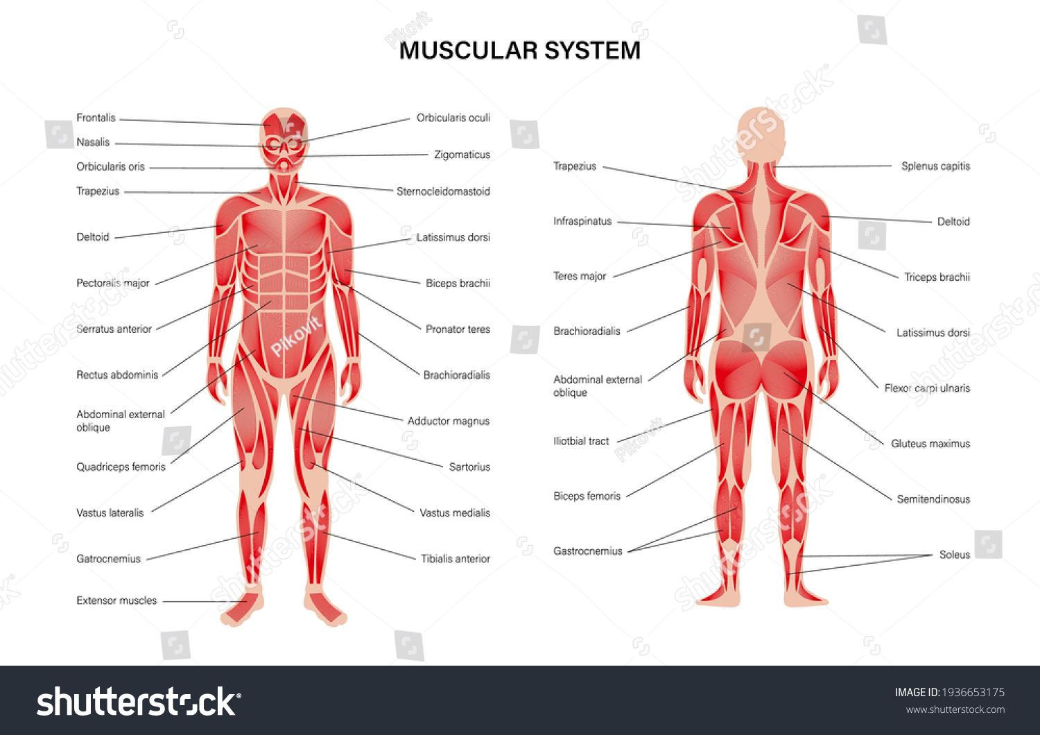 Muscular System Images Stock Photos Vectors Shutterstock