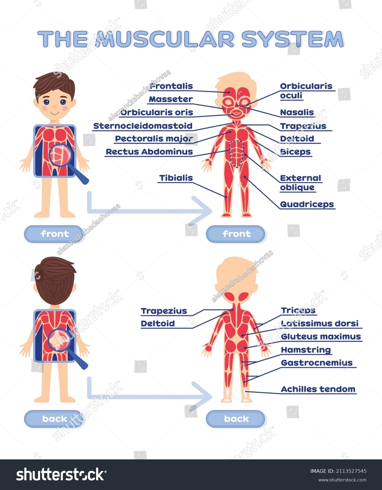 Human Muscular System Description Front Back Stock Vector (Royalty Free ...