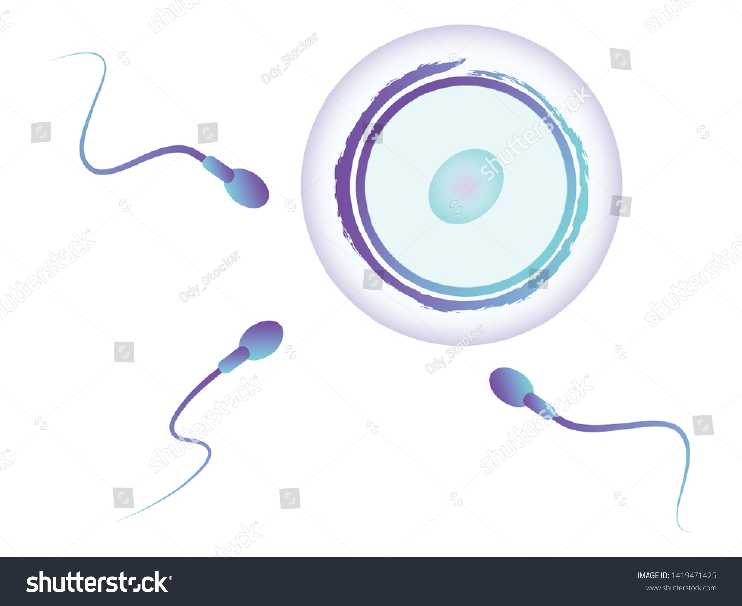 Human Natural Fertilization Sperm Egg Cell Stock Vector Royalty Free 1419471425 