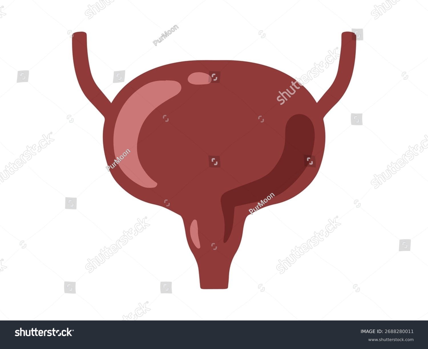 red bladder anatomy, medical, human body clip art preview