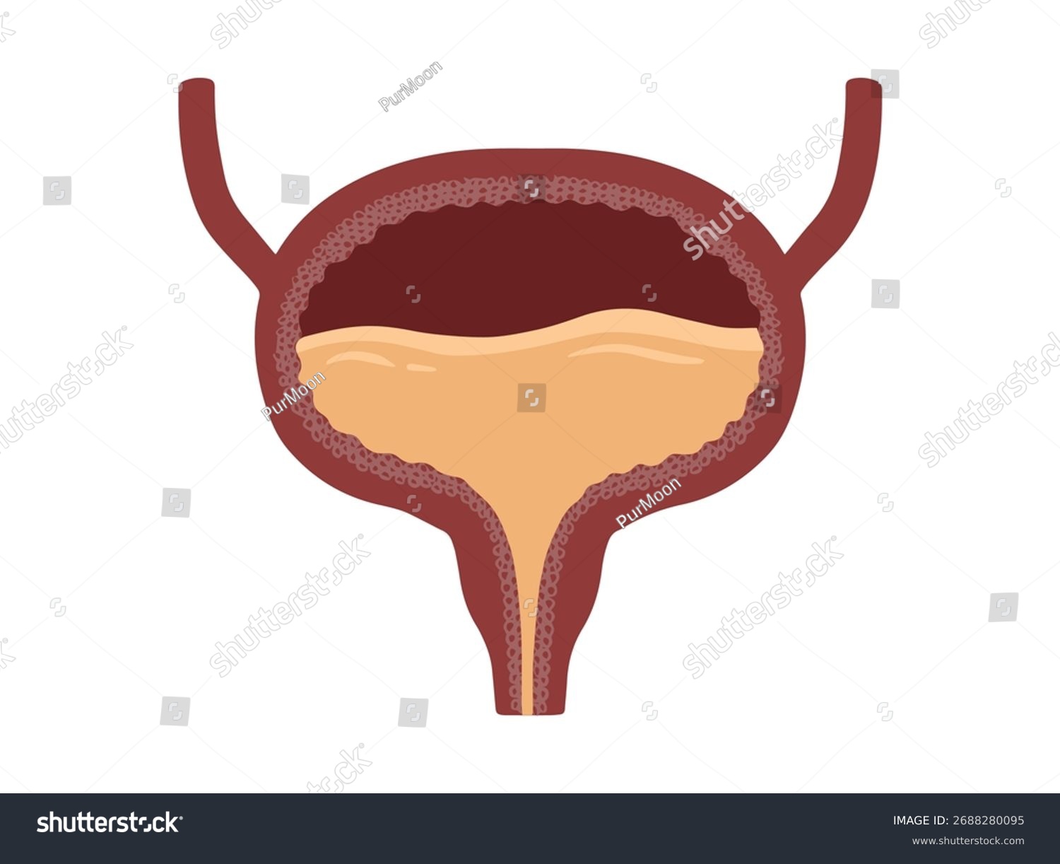 human bladder anatomy diagram, brown and orange clip art preview