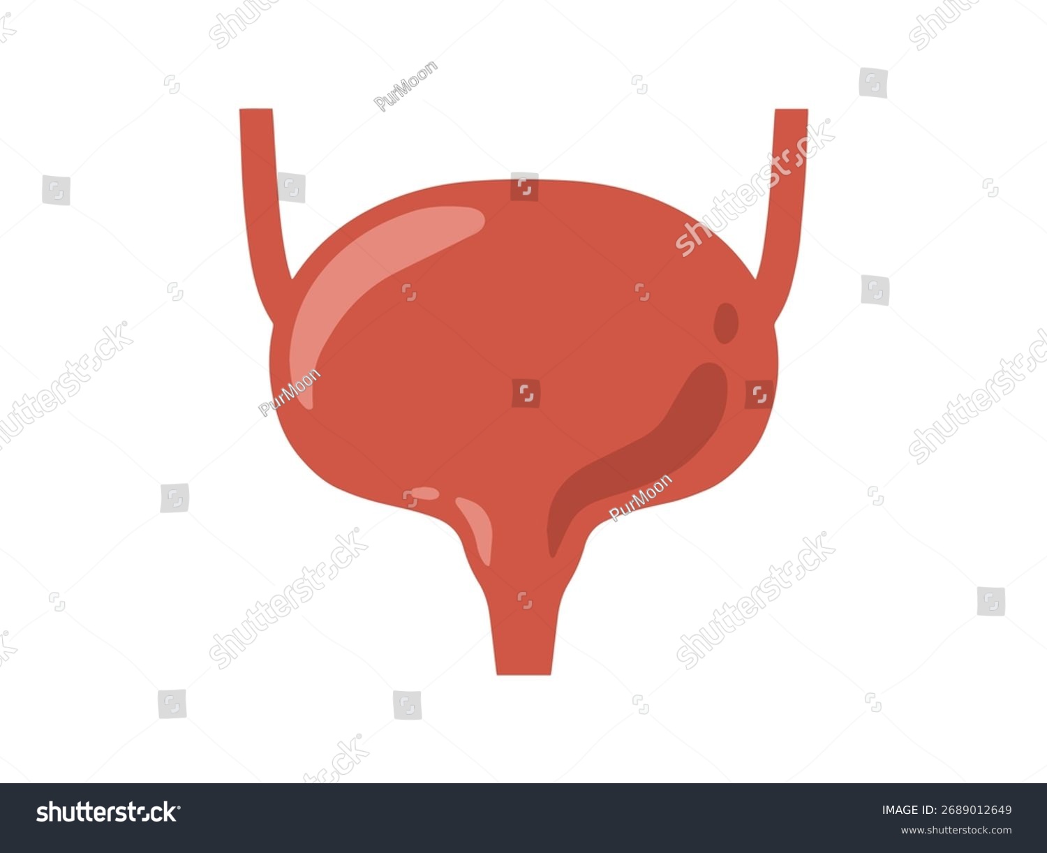 red bladder anatomy diagram clip art preview