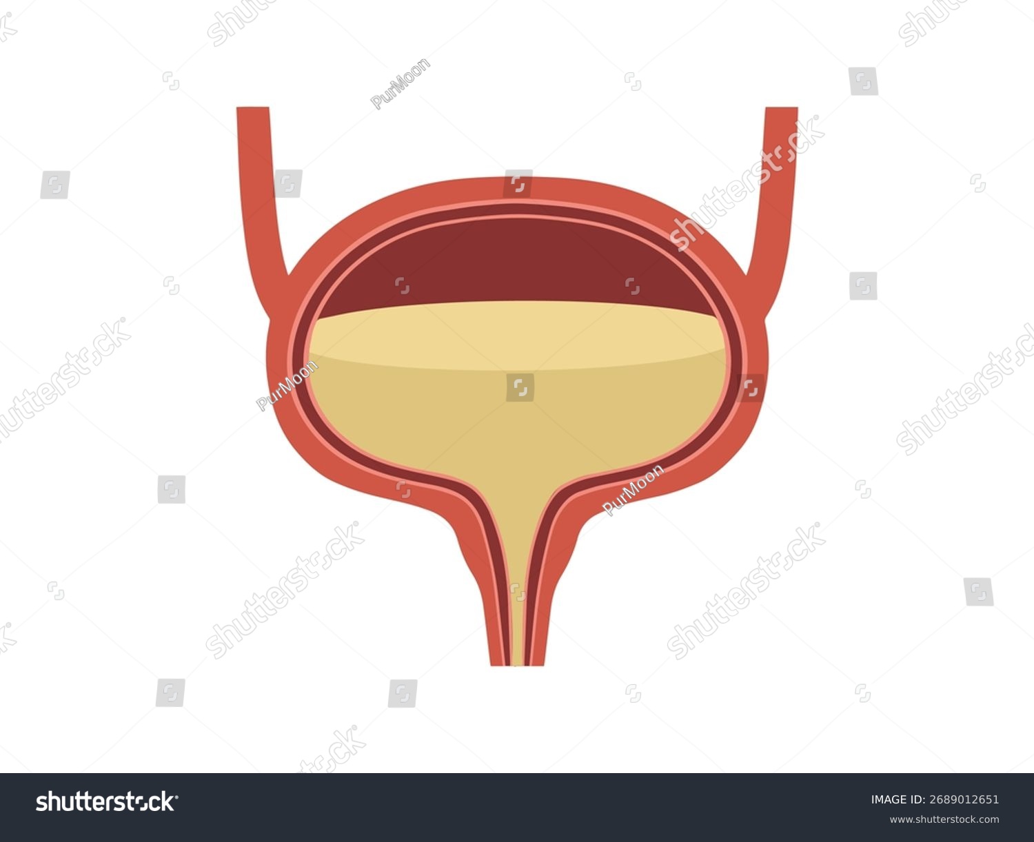 bladder anatomy diagram, red and yellow, medical clip art preview
