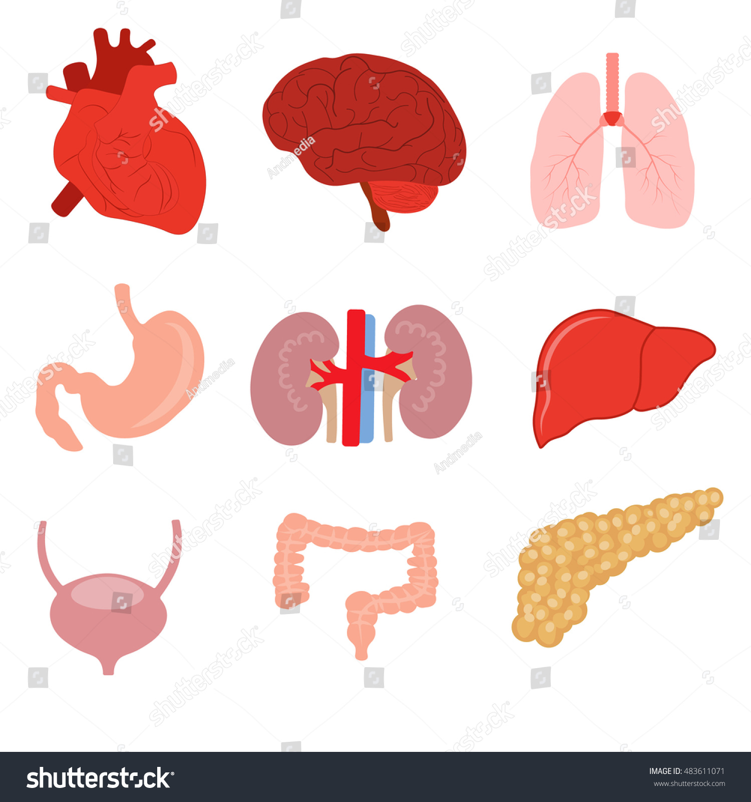 Human Organ Anatomy Set Stock Vector Illustration 483611071 : Shutterstock
