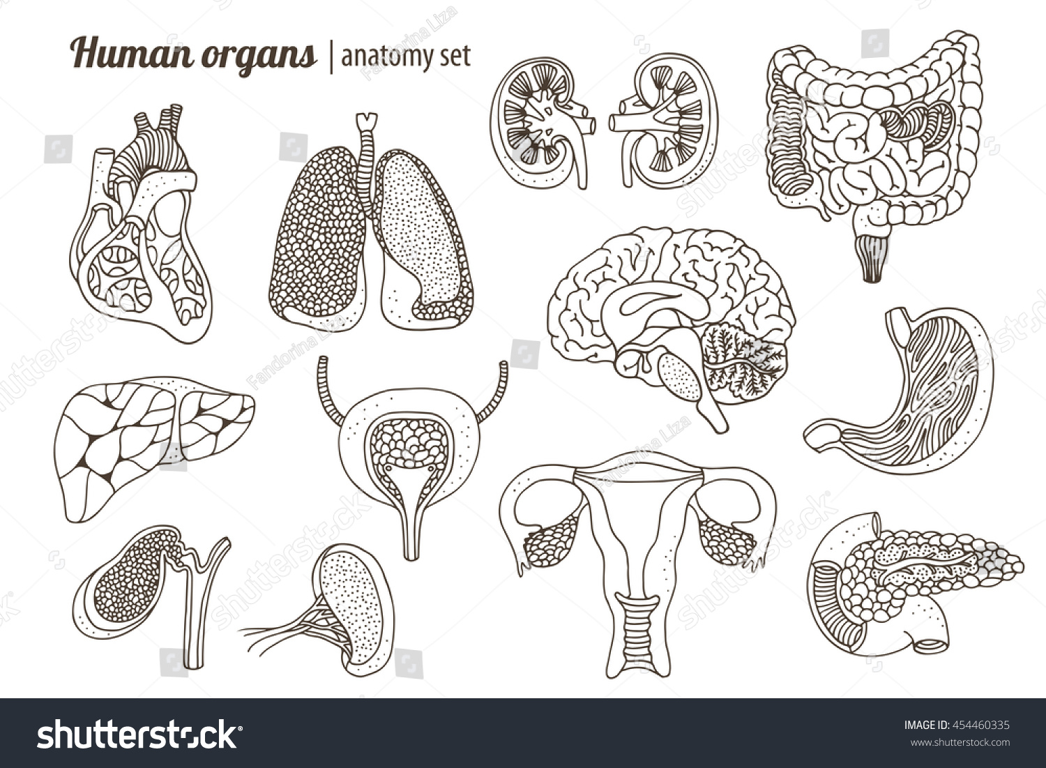 23,049 Human organs black white Images, Stock Photos & Vectors ...