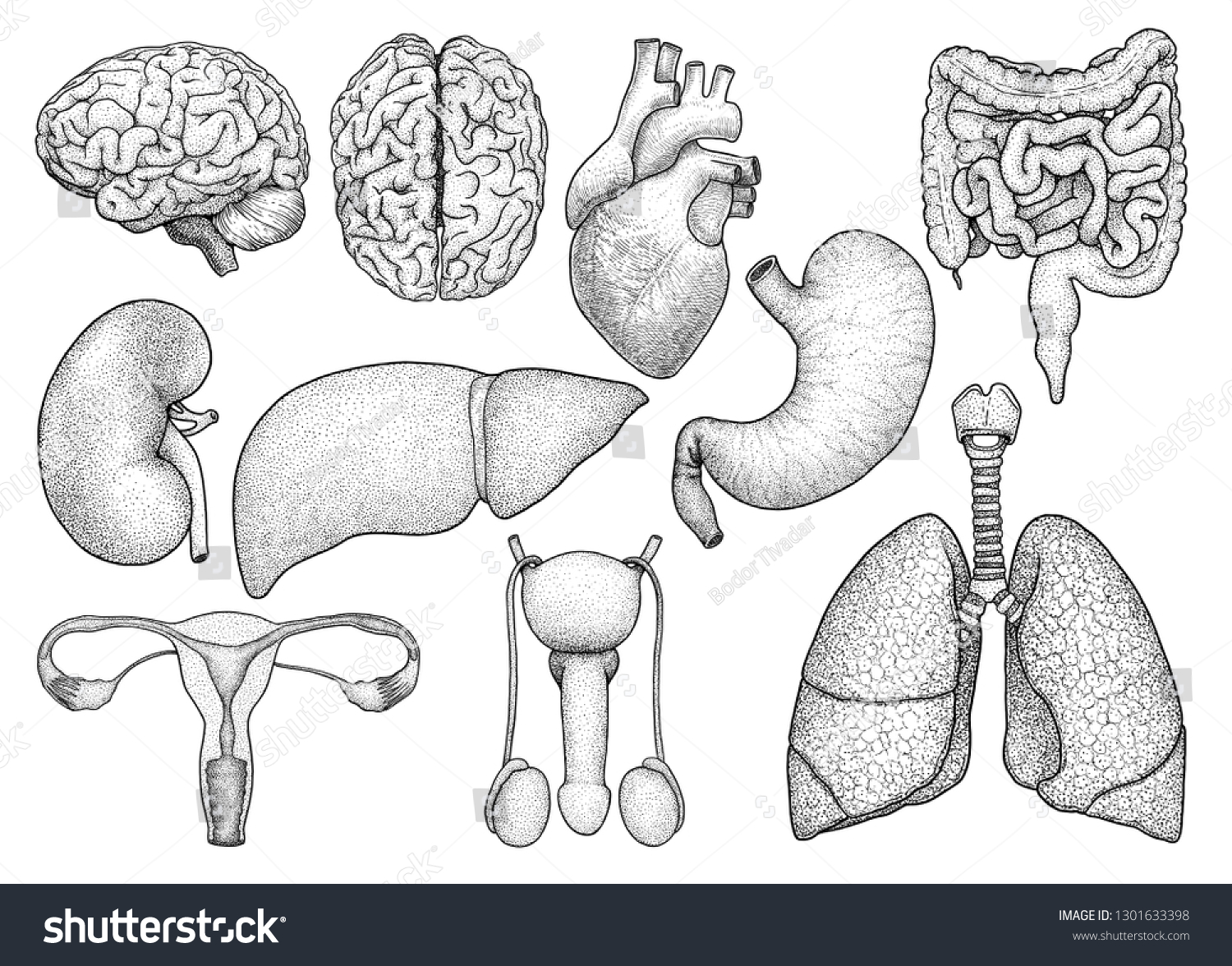 8,408 Stomach draw Stock Vectors, Images & Vector Art | Shutterstock