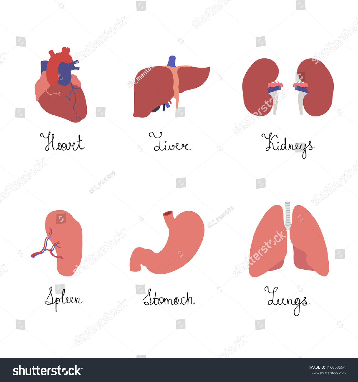 Human Organs Heart Liver Spleen Stomach Stock Vector