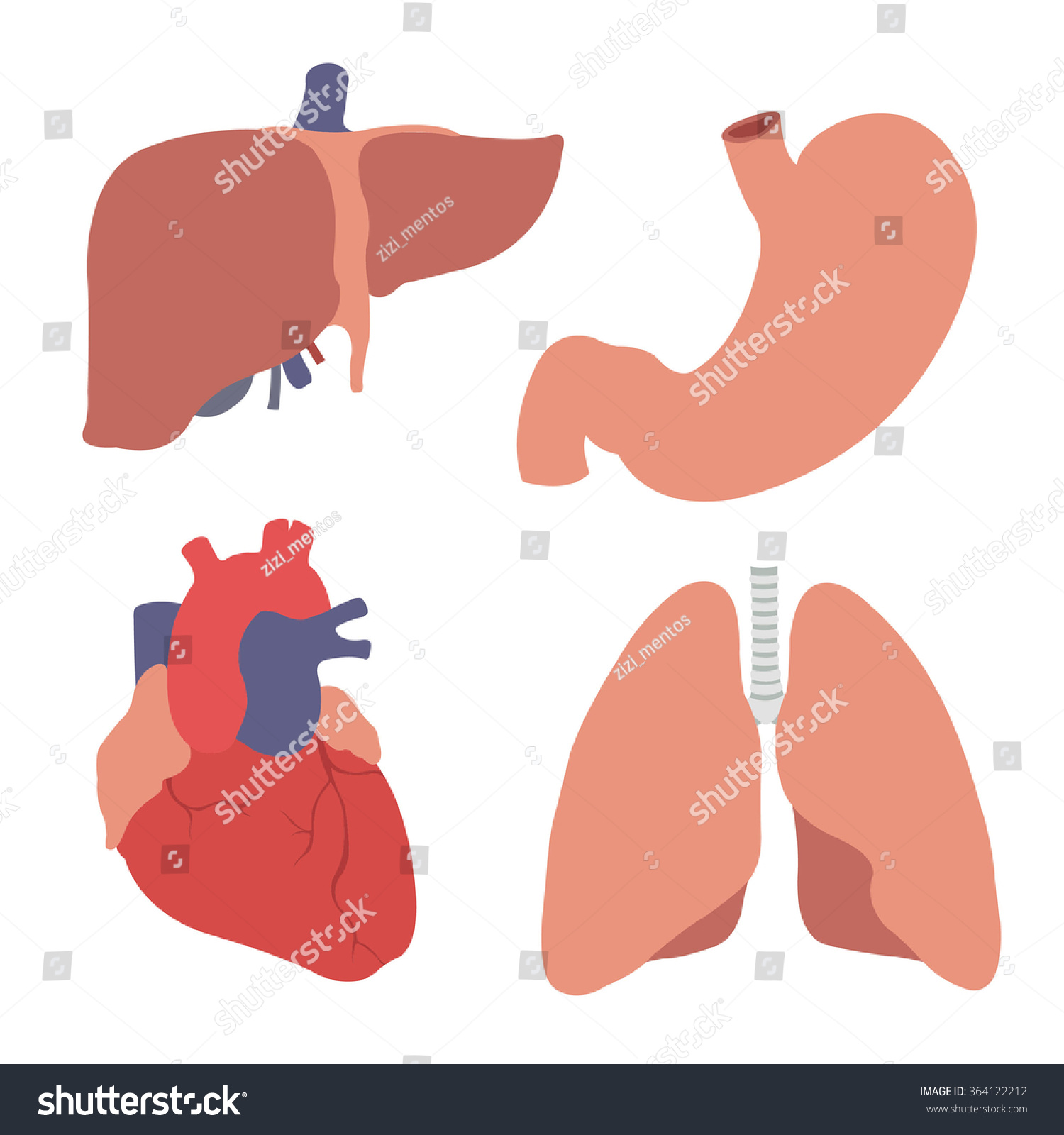 Human Organs  Heart  Liver  Stomach  Lungs  Vector