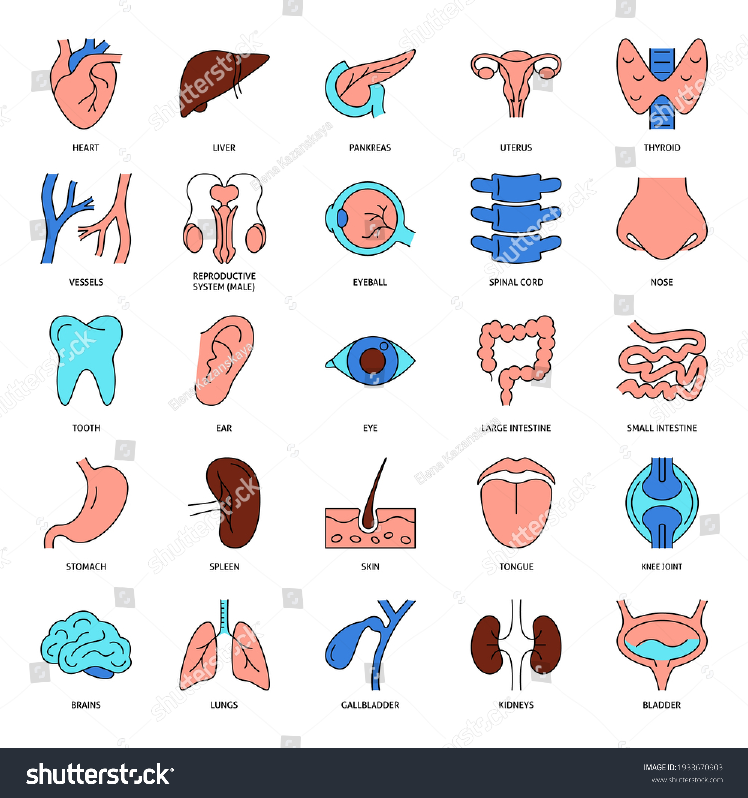 145,897 Medical organ icon Images, Stock Photos & Vectors | Shutterstock