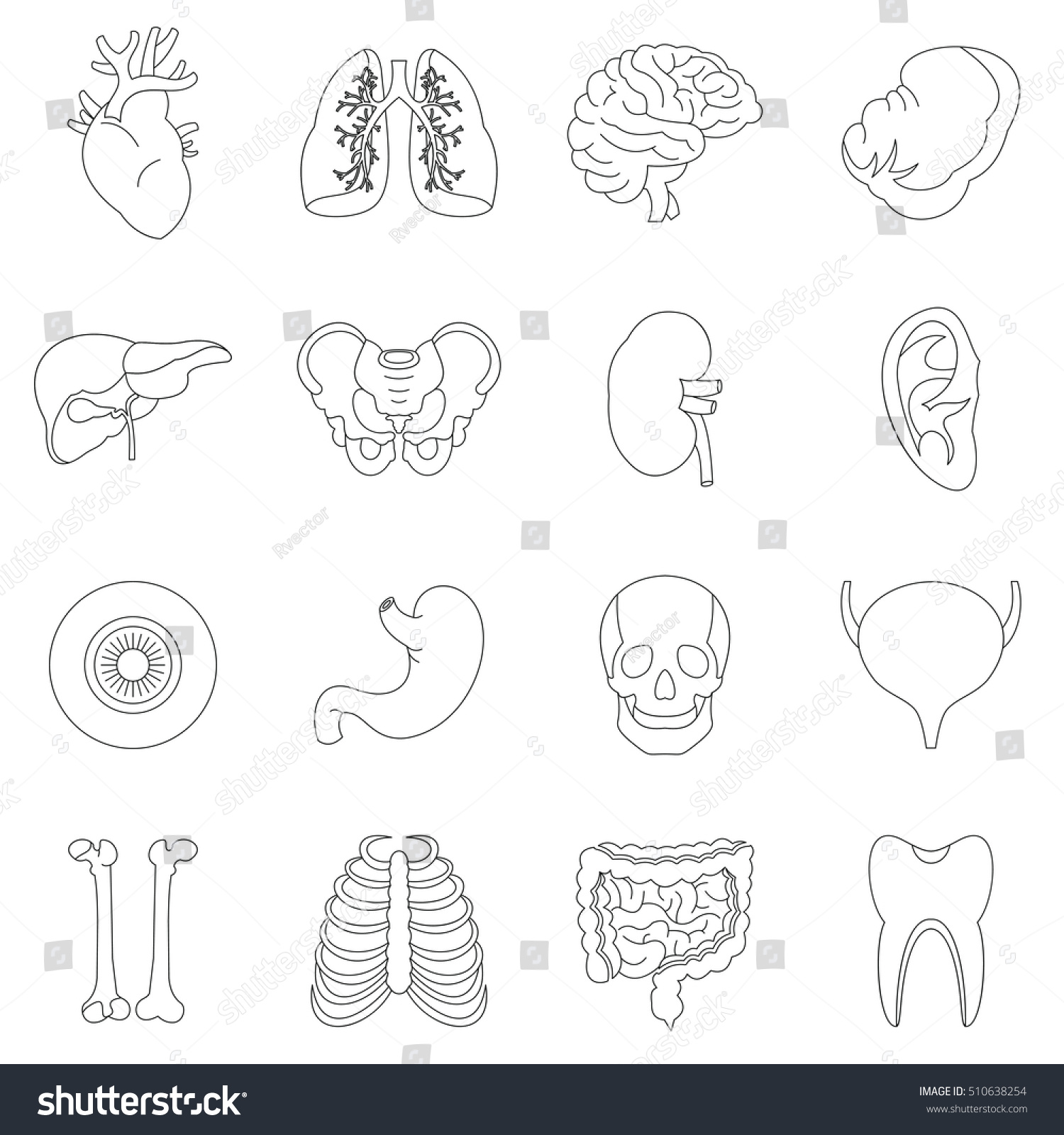 Human Organs Icons Set. Outline Illustration Of 16 Human Organs Vector ...