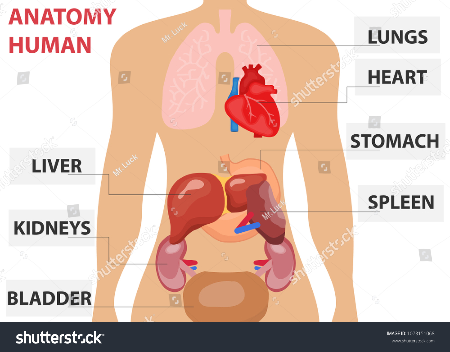 Human Organs Placement Human Organs Body Stock Vector Royalty Free 1073151068