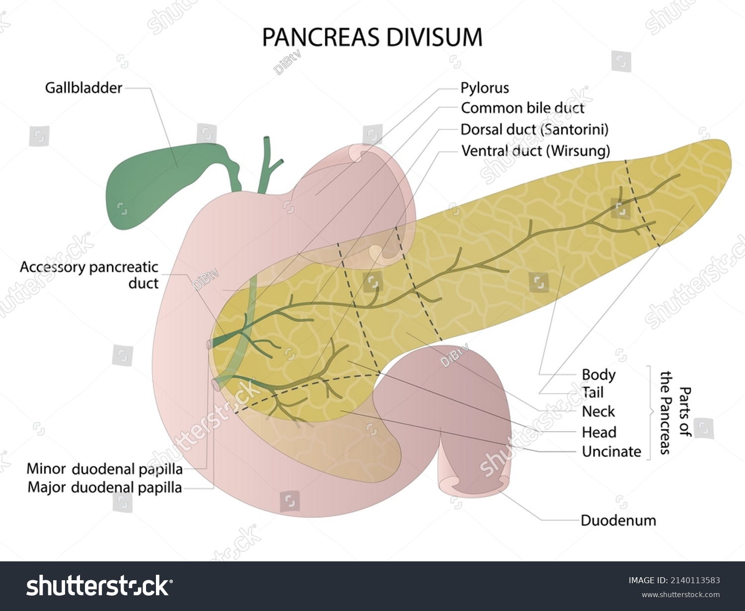 Human Pancreas Divisum Vector Illustration Human Stock Vector (Royalty ...