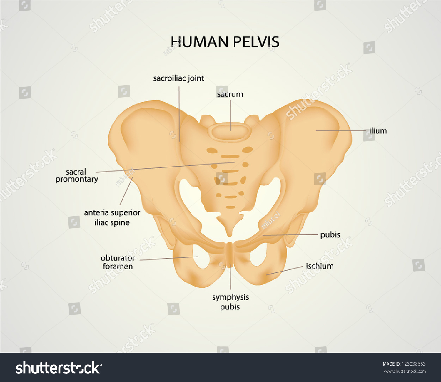 Human Pelvis Stock Vector Illustration 123038653 : Shutterstock