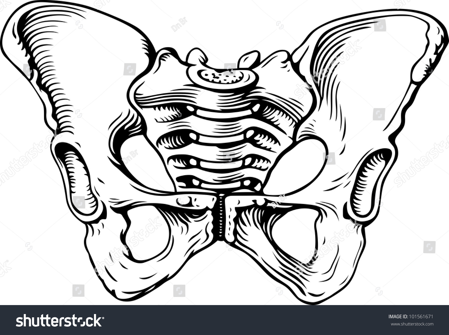 Human Pelvis Female Stock Vector 101561671 - Shutterstock