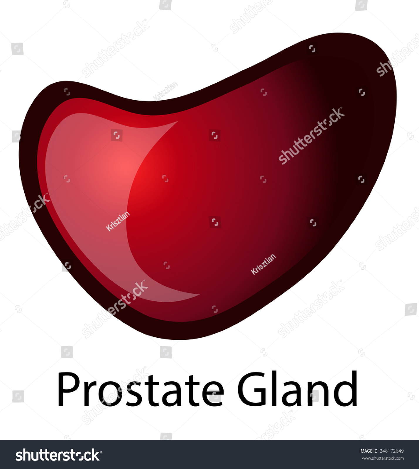 Human Prostate Gland Vector Illustration Isolated Stock Vector Royalty Free 248172649 4208