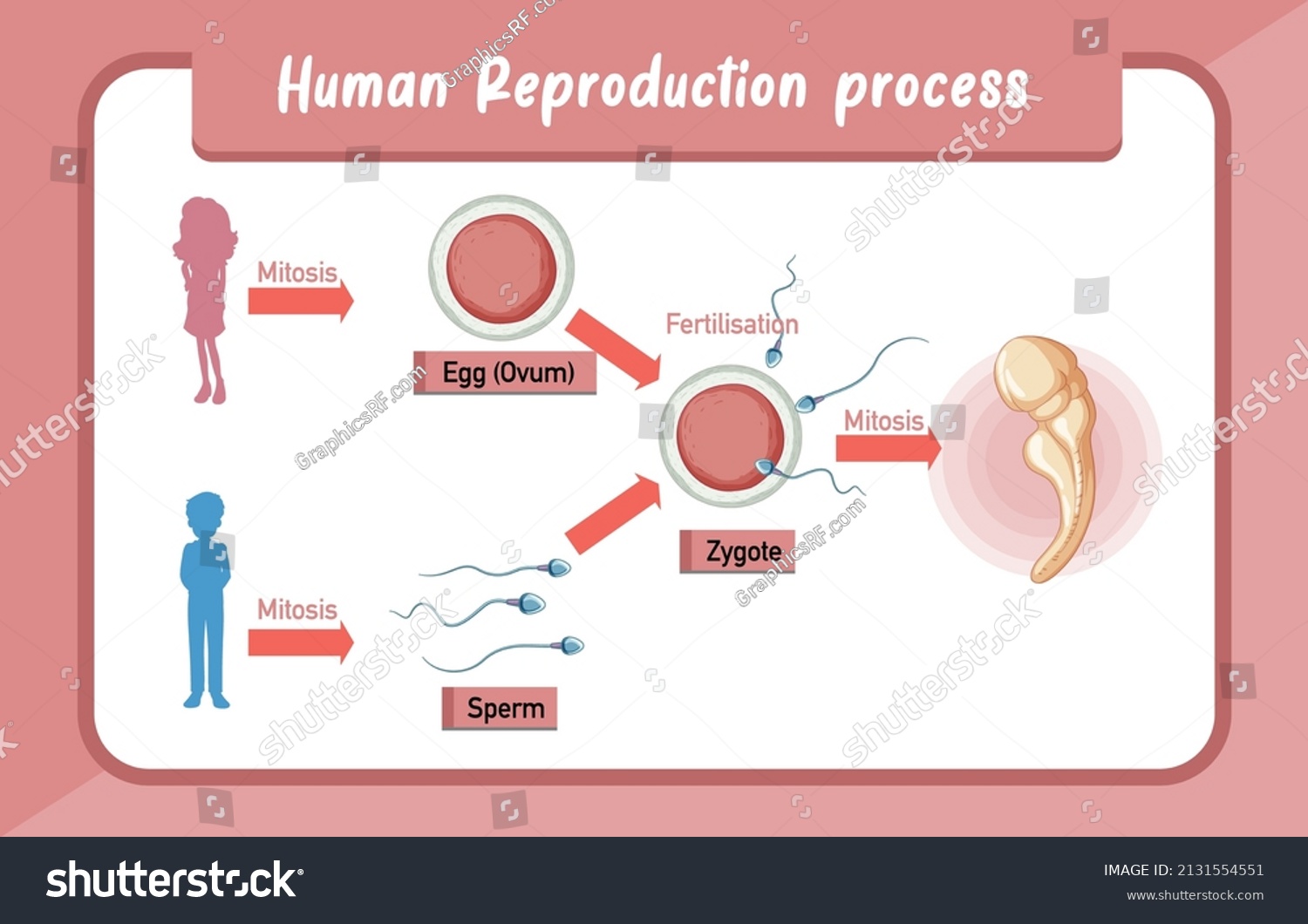 Human Reproduction Process Infographic Illustration Stock Vector