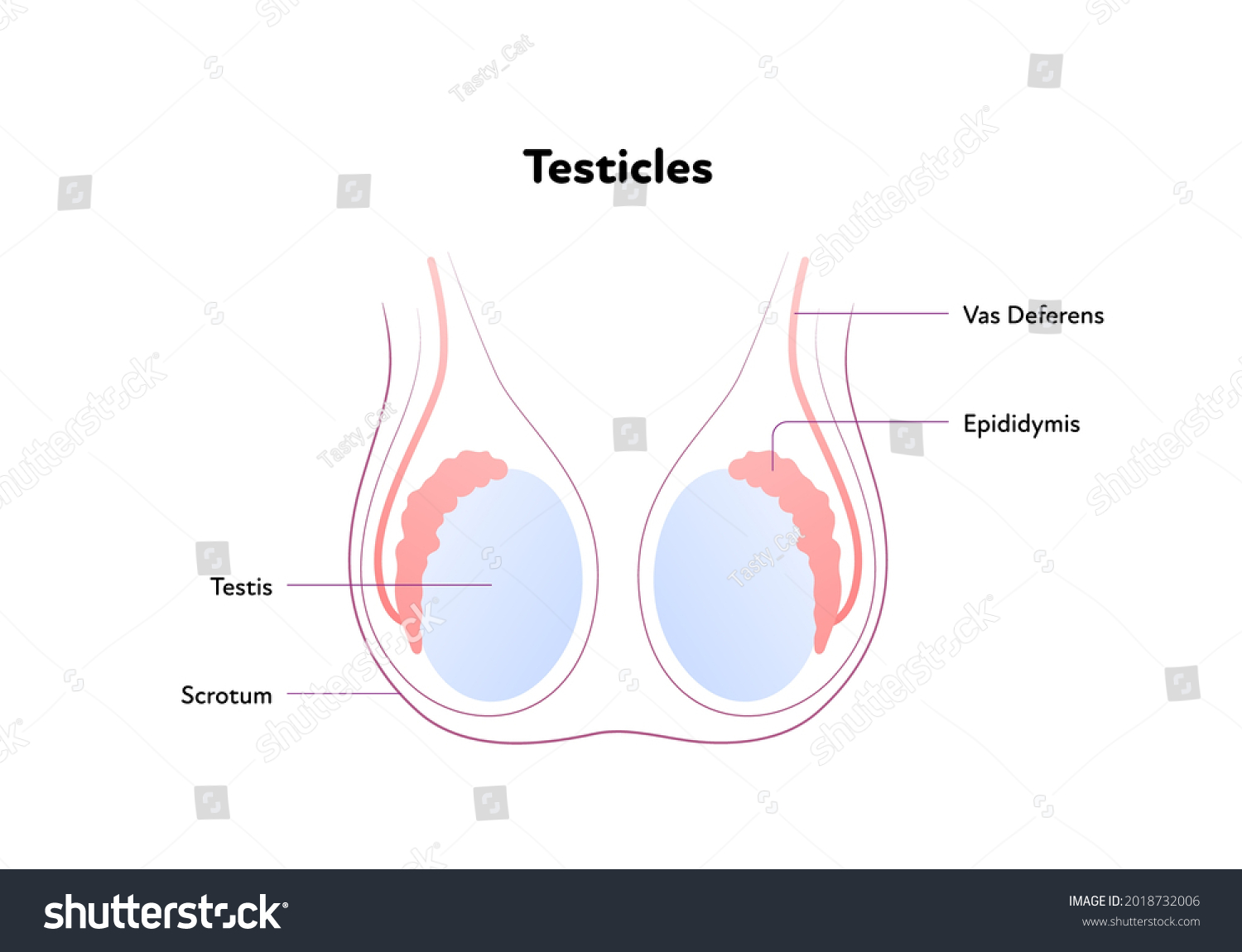 Human Reproductive System Anatomy Inforgaphic Chart Vetor Stock Livre