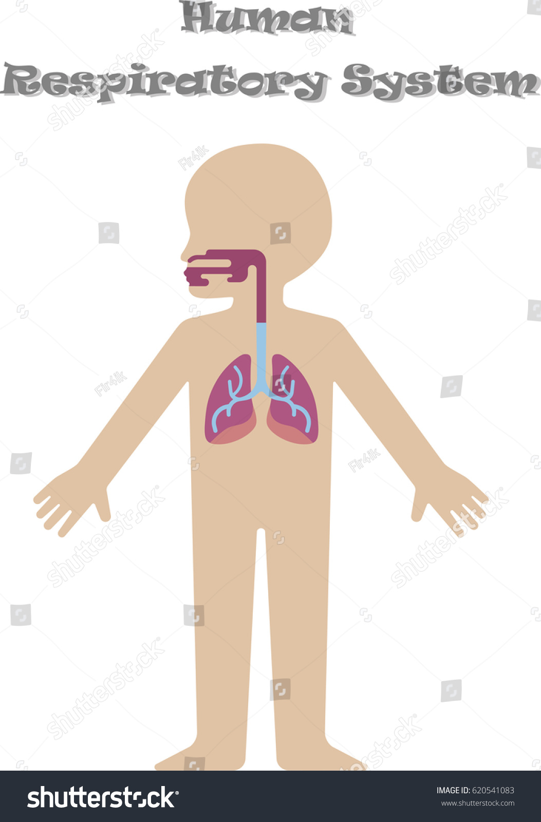 Human Respiratory System Kids Cartoon Illustration: vector de stock ...