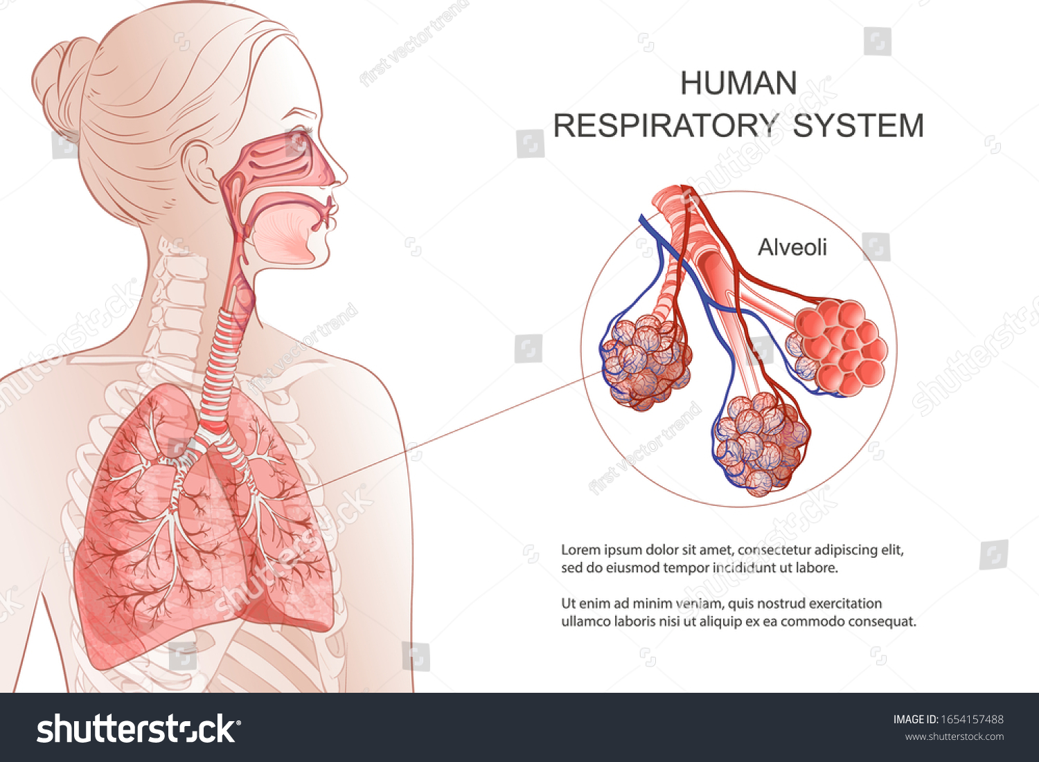 5,673 Full lungs Images, Stock Photos & Vectors | Shutterstock