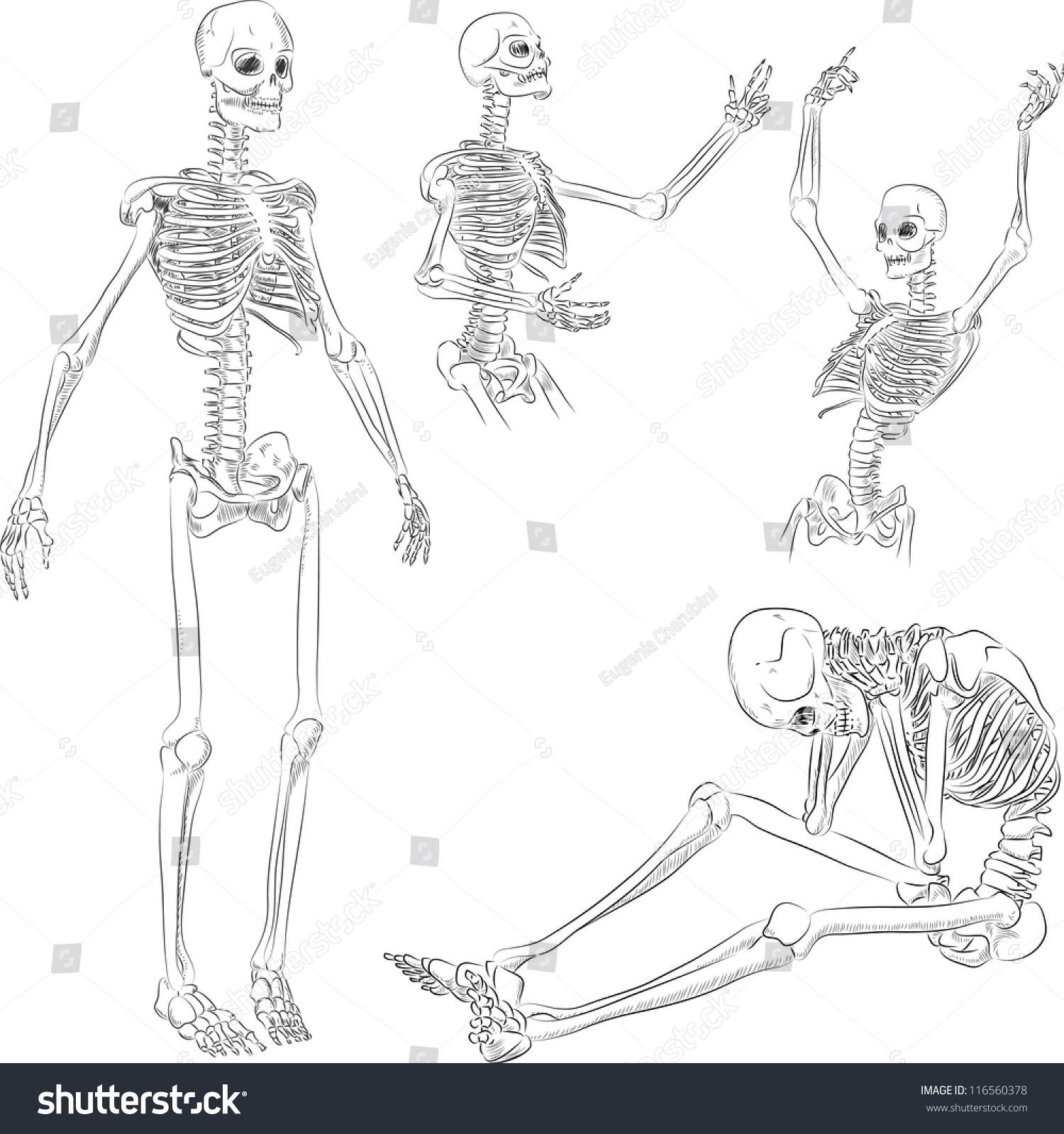 Human Skeleton Drawing Several Active Poses Stock Vector 