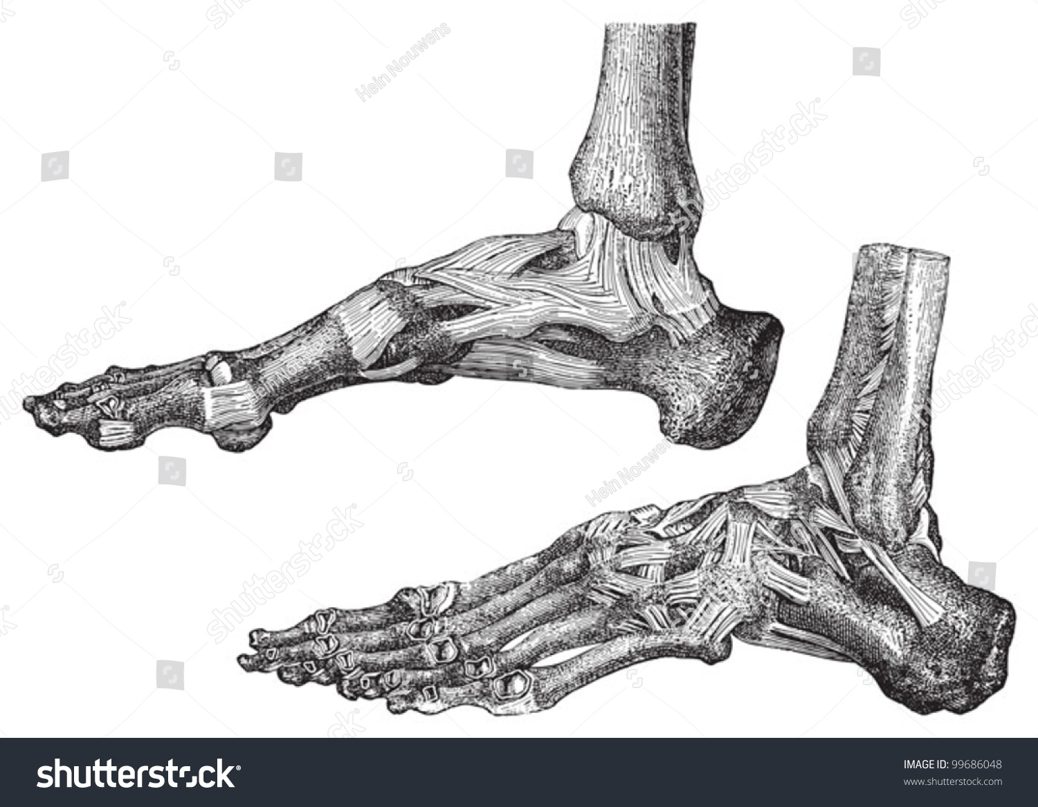 Human Skeleton Foot Bones Muscles Vintage 库存矢量图（免版税）99686048 Shutterstock