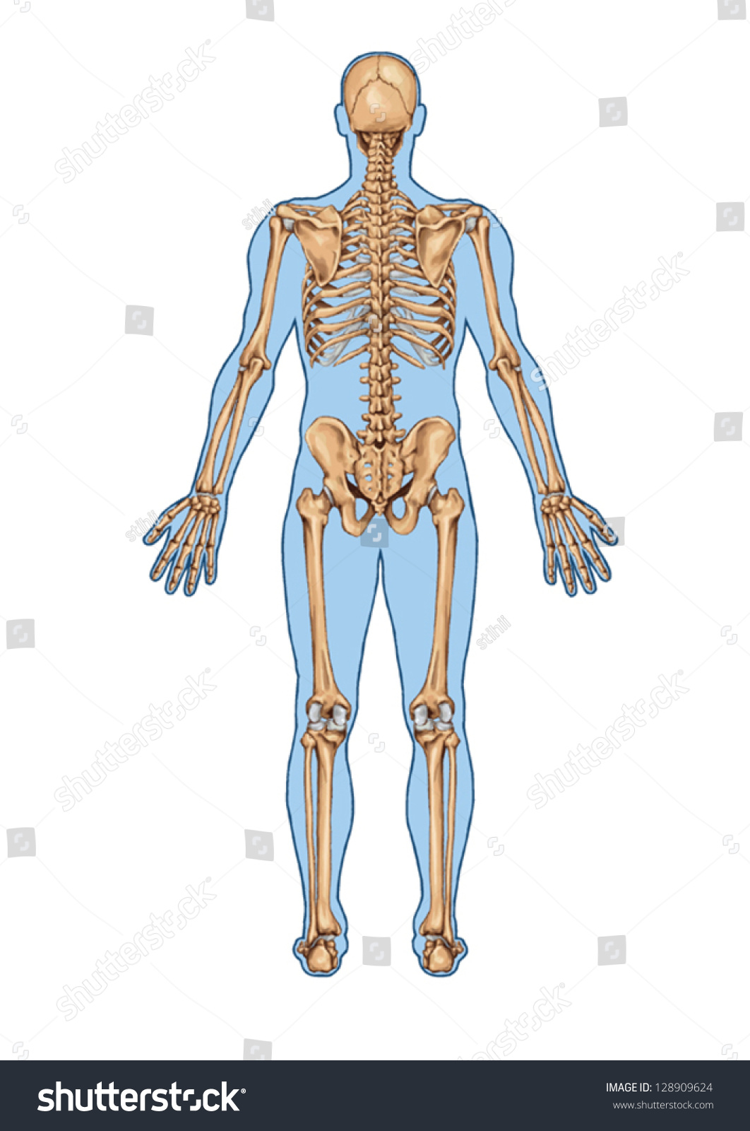 Human Skeleton Posterior View Didactic Board Stockvector Rechtenvrij