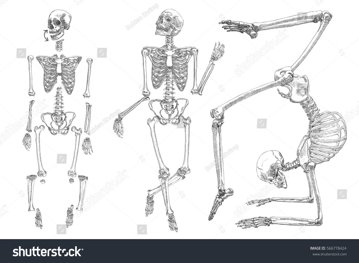 in table vector relocation arm Hand Vector Drawing Stock 566778424 Human Do Skeleton Set