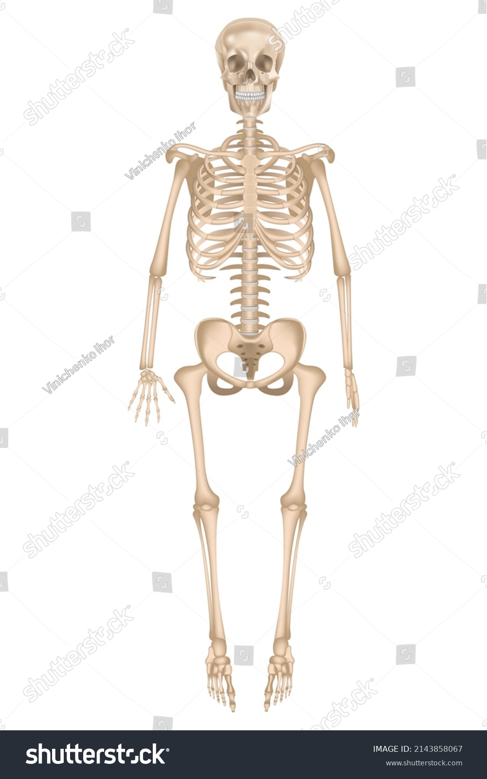 Human Skeleton Full Growth Detailed Anatomy Stock Vector (Royalty Free ...