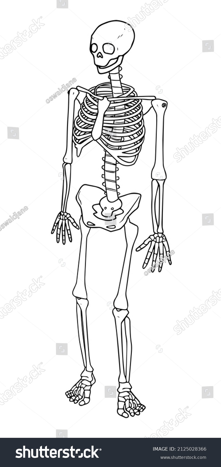 Human Skeleton Outline Illustration Isolated On Stock Vector (Royalty ...