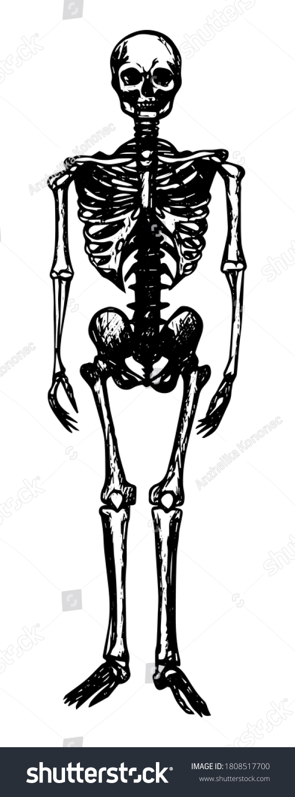 Human Skeleton Sketch Black Outline On Stock Vector (Royalty Free ...