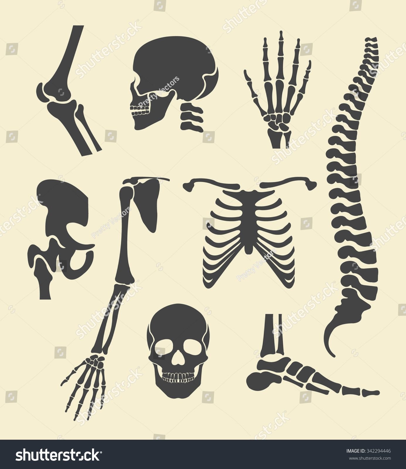 Human Skeleton. Vector Black Illustration Set - 342294446 : Shutterstock