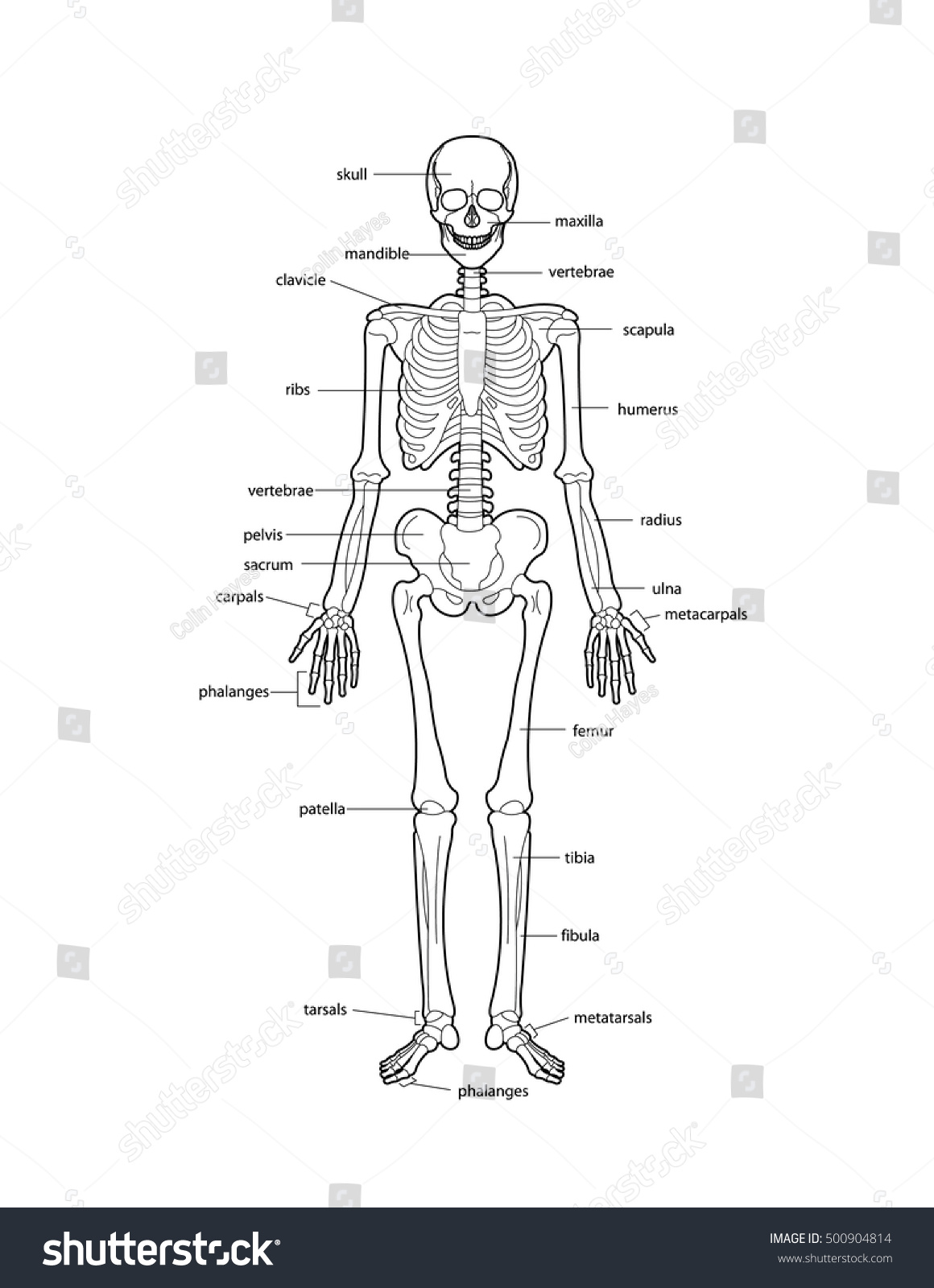 Human Skeleton Bones Labeled Stock Vector 500904814 - Shutterstock