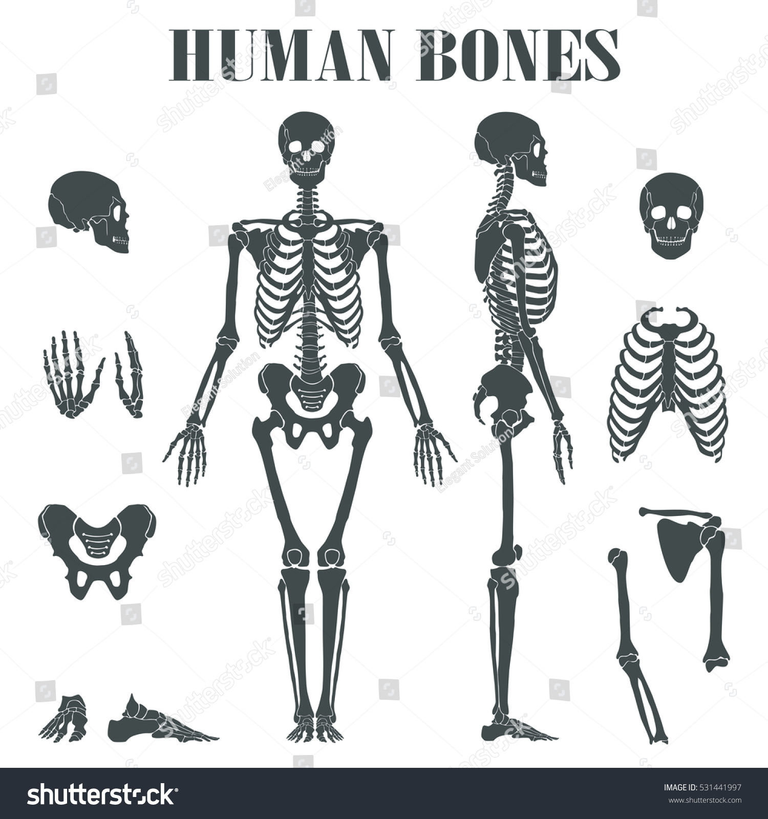 Human Skeleton With Different Parts. Stock Vector 531441997 : Shutterstock