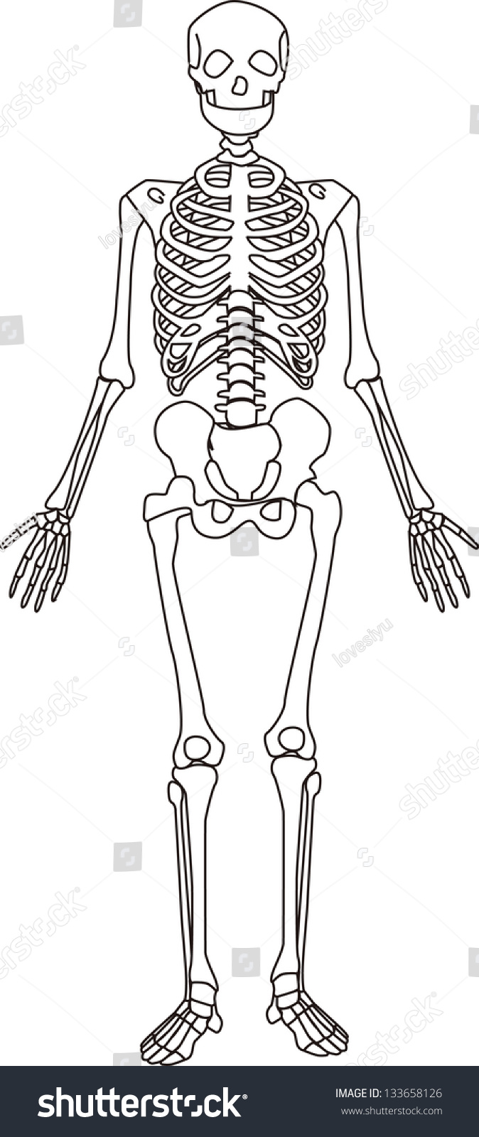 Human Skeletons Stock Vector 133658126 - Shutterstock