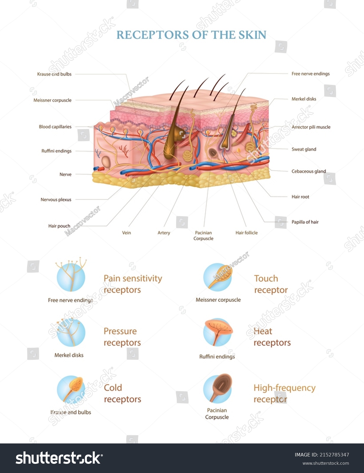 Human Skin Anatomy Realistic Infographics Structure Stock Vector ...