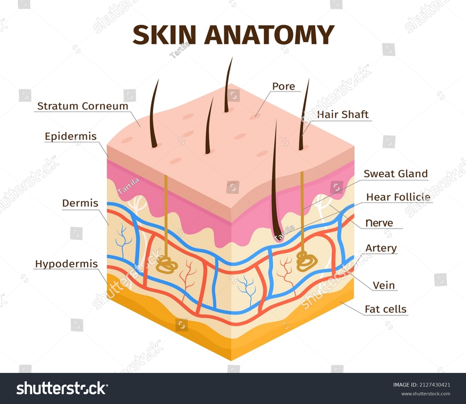 Human Skin Layers Anatomy Dermis Epidermis Stock Vector (Royalty Free ...