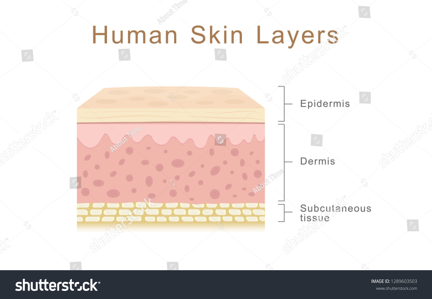 Human Skin Layers Healthcare Medical Illustration Stock Vector (Royalty ...