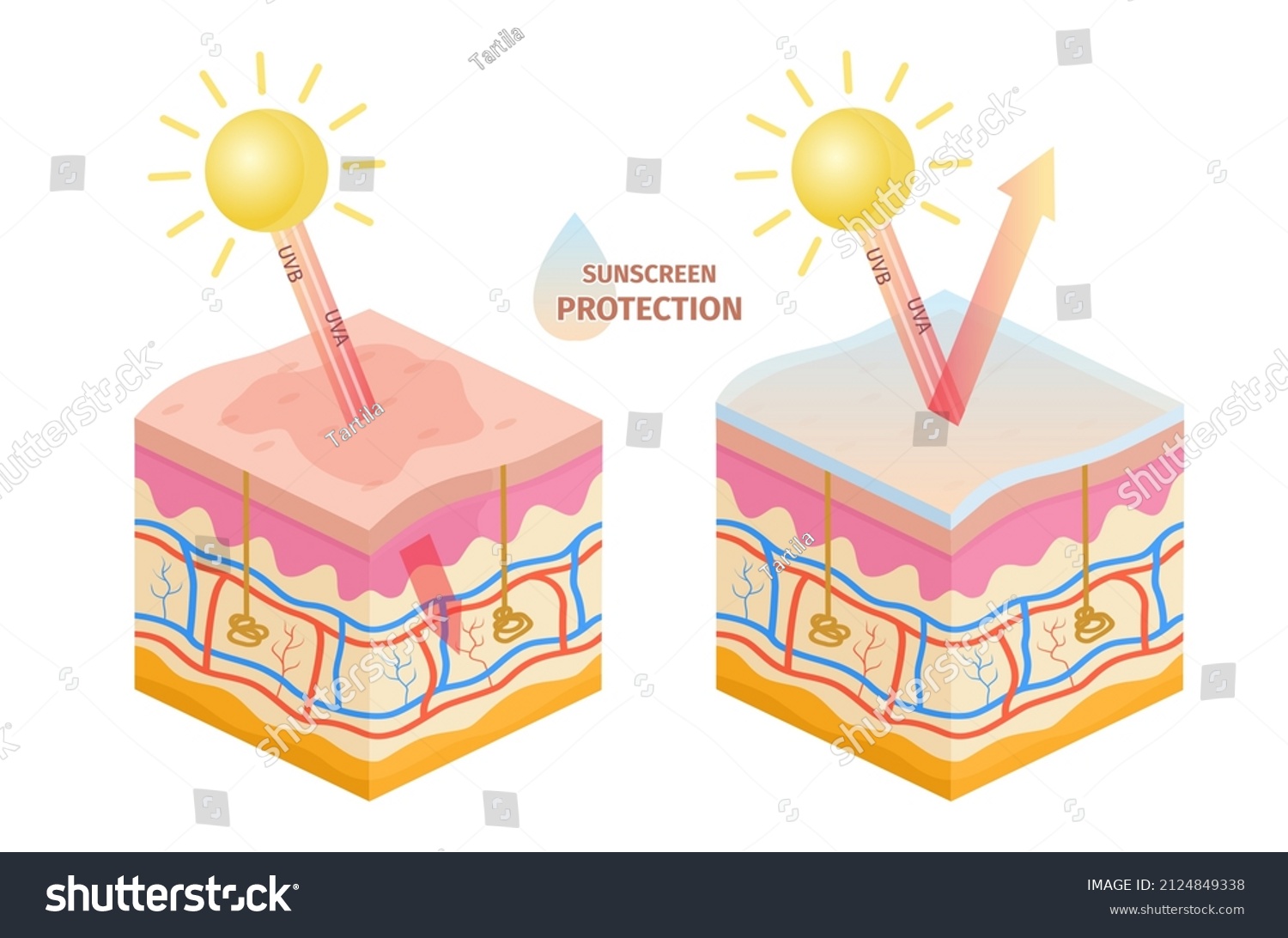 Human Skin Uv Rays Protection Before Stock Vector (Royalty Free ...