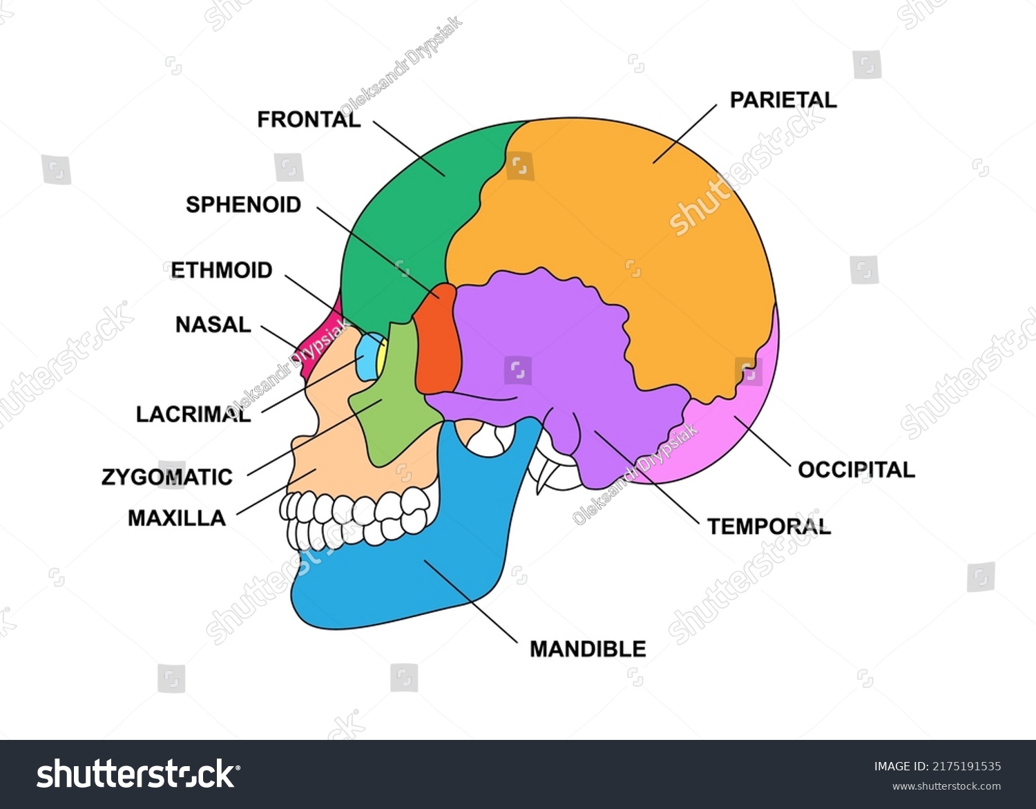 Human Skull Bones Anatomy Descriptions Colored Stock Vector (Royalty ...