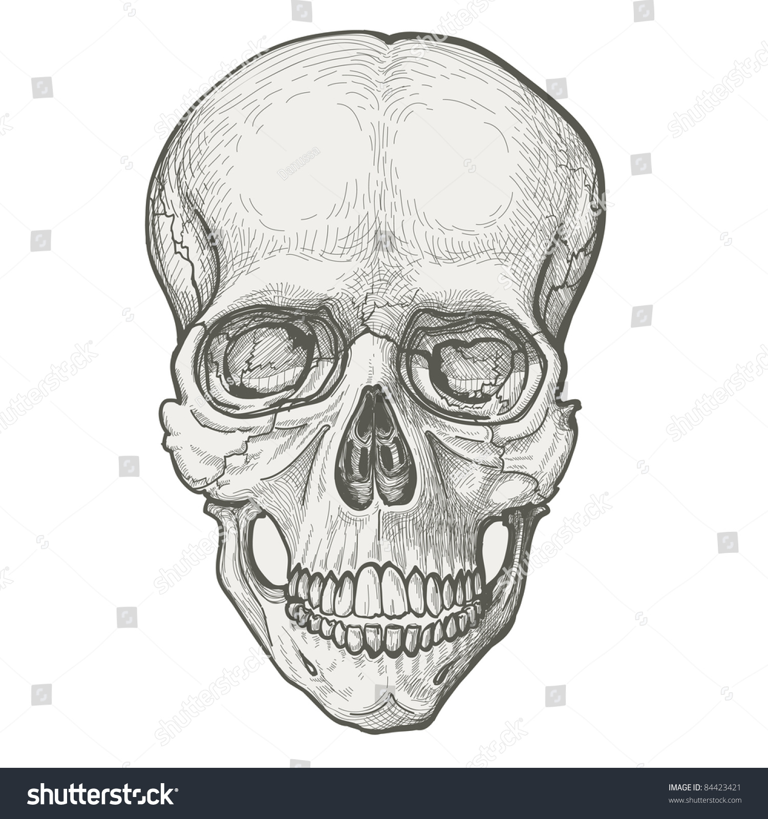 human skull for drawing