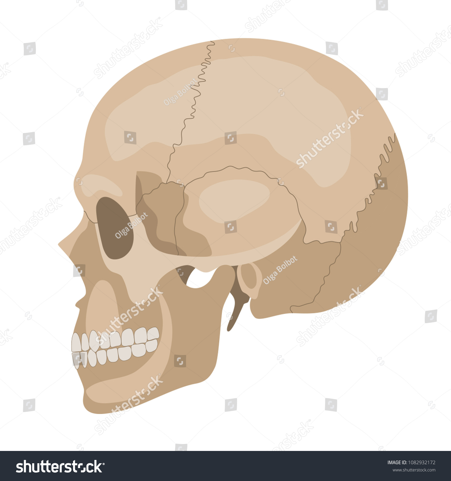Human Skull Profile Vector Illustration Stock Vector (Royalty Free