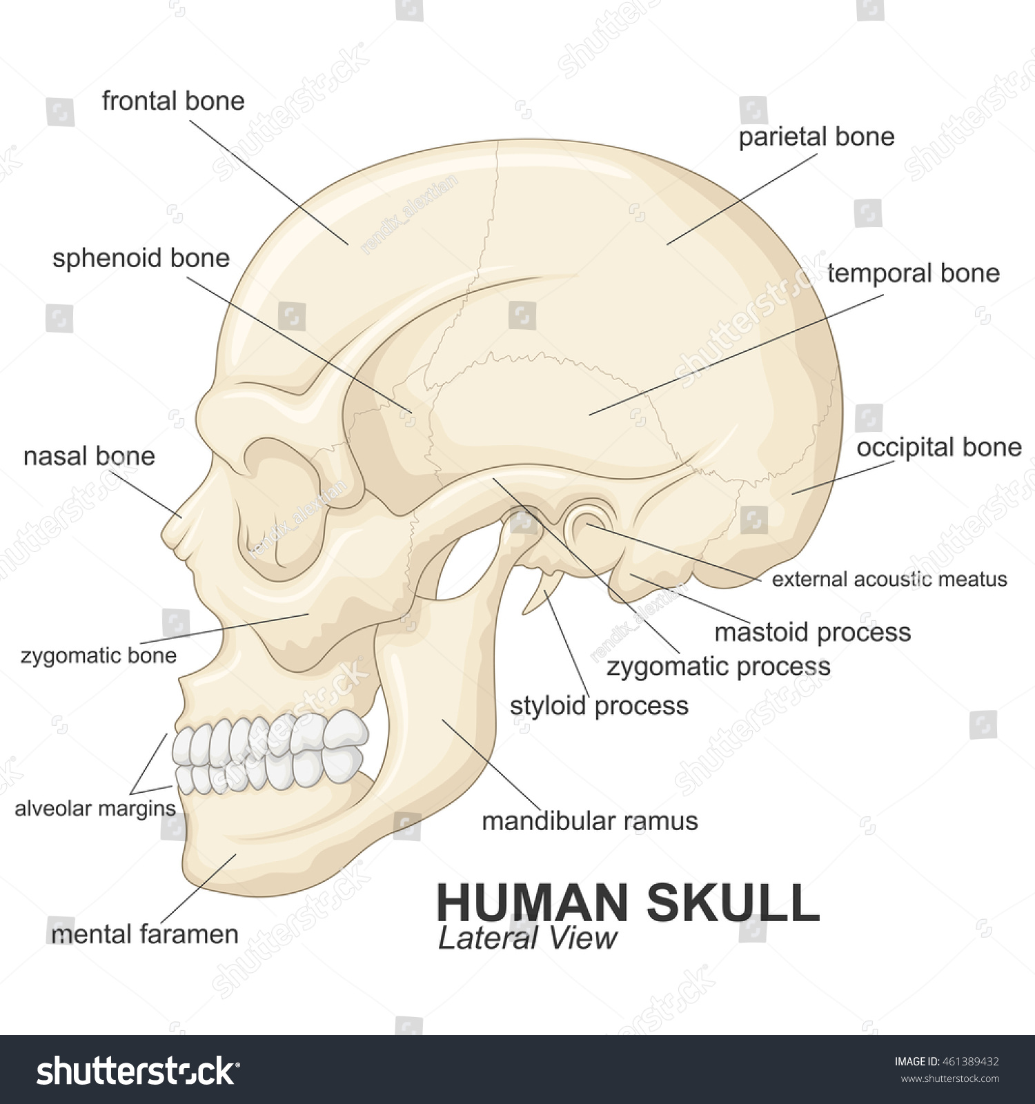 Human Skull Lateral View Explanation Stock Vector Royalty Free 461389432 9385
