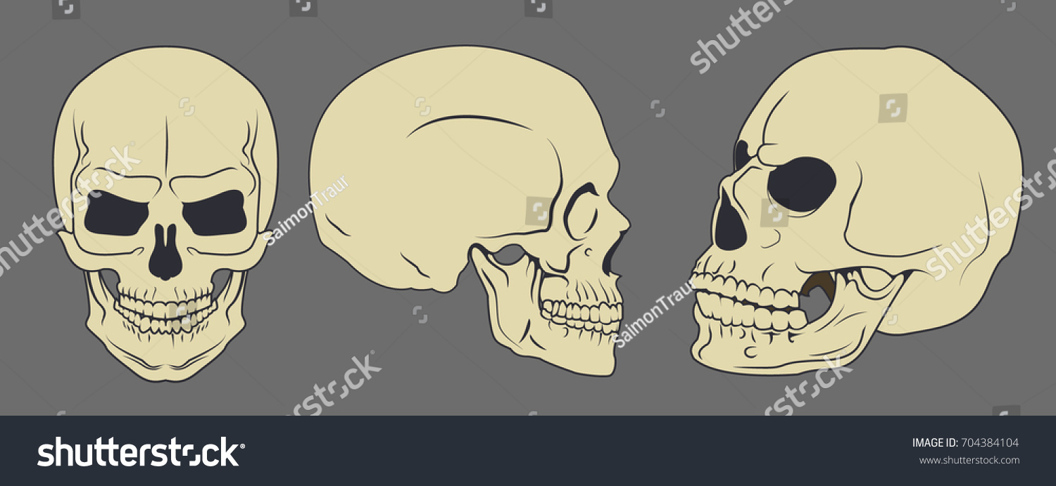 Human Skull Vector Illustration Flat Style Stock Vector Royalty Free Shutterstock