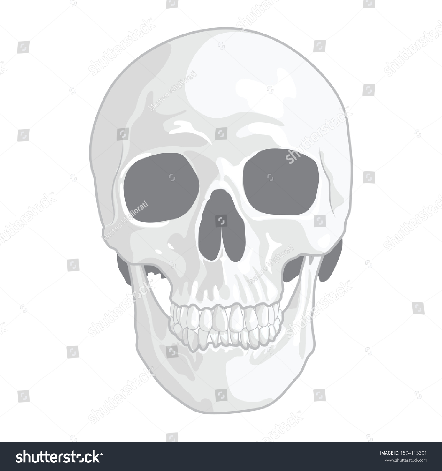 Human Skull Vector Illustration Isolated Grouped Shutterstock