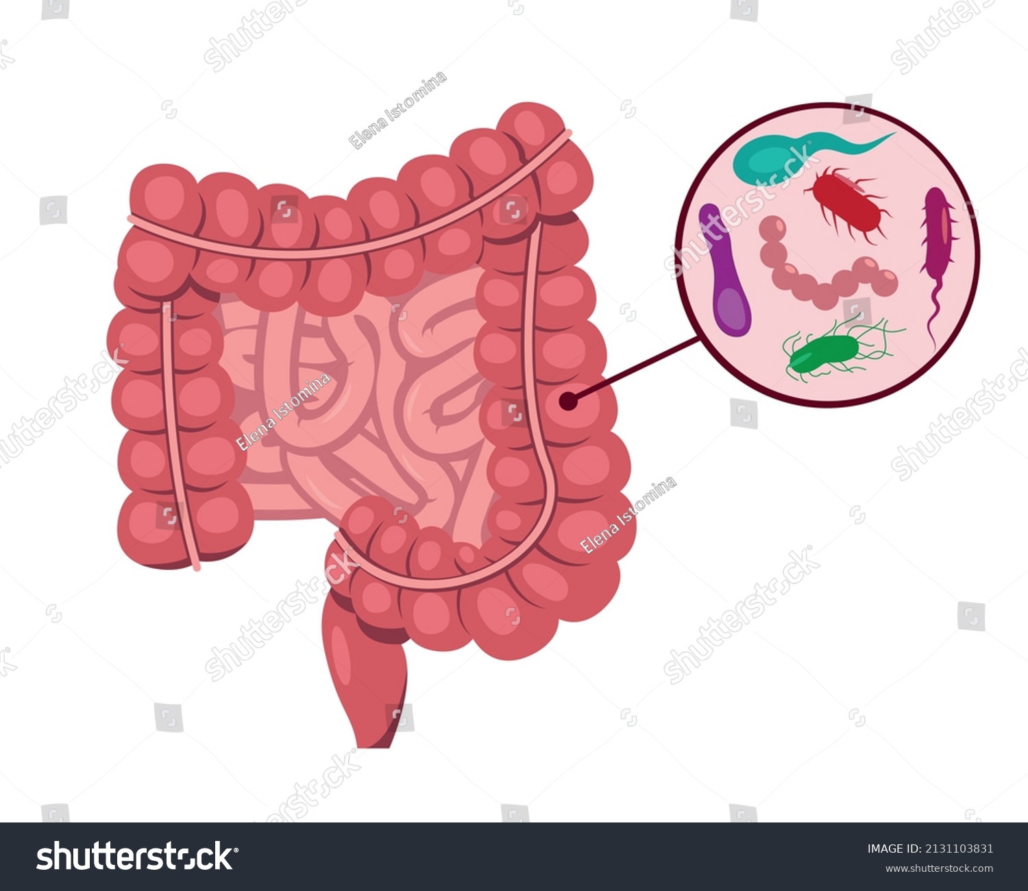 Human Small Large Intestine Intestinal Bacteria Stock Vector (Royalty ...