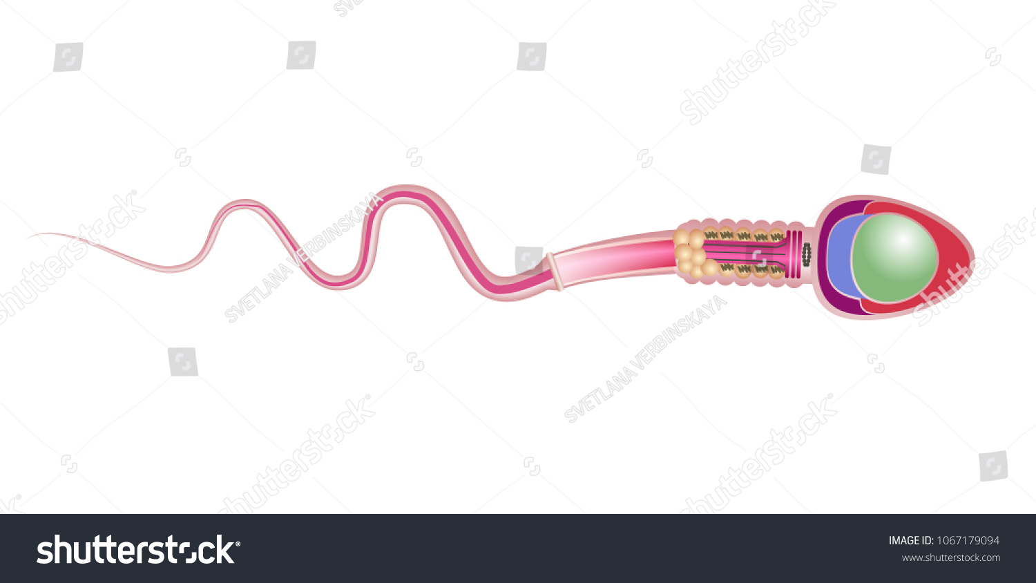 Vektor Stok Human Sperm Cell Anatomy Structure Spermatozoon Tanpa