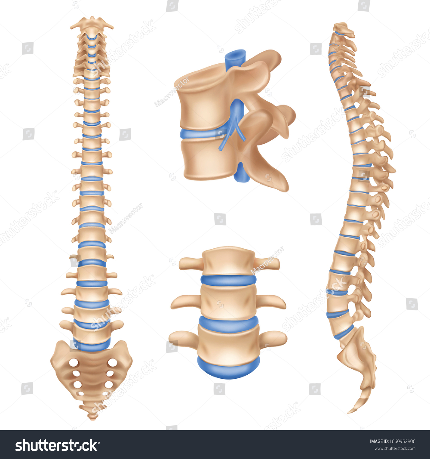 Human Spine Anatomy Chart Vertebral Column Stock Vector Royalty Free 1660952806 2942