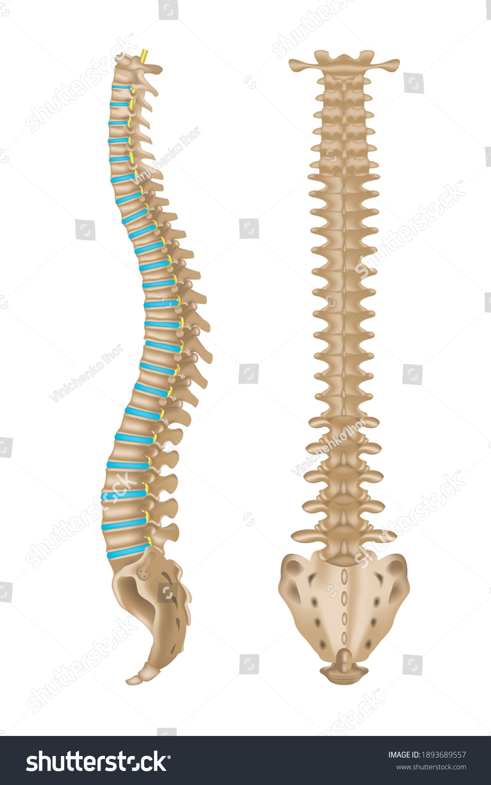 Human Spine Anatomy Two Projections Intervertebral Stock Vector ...