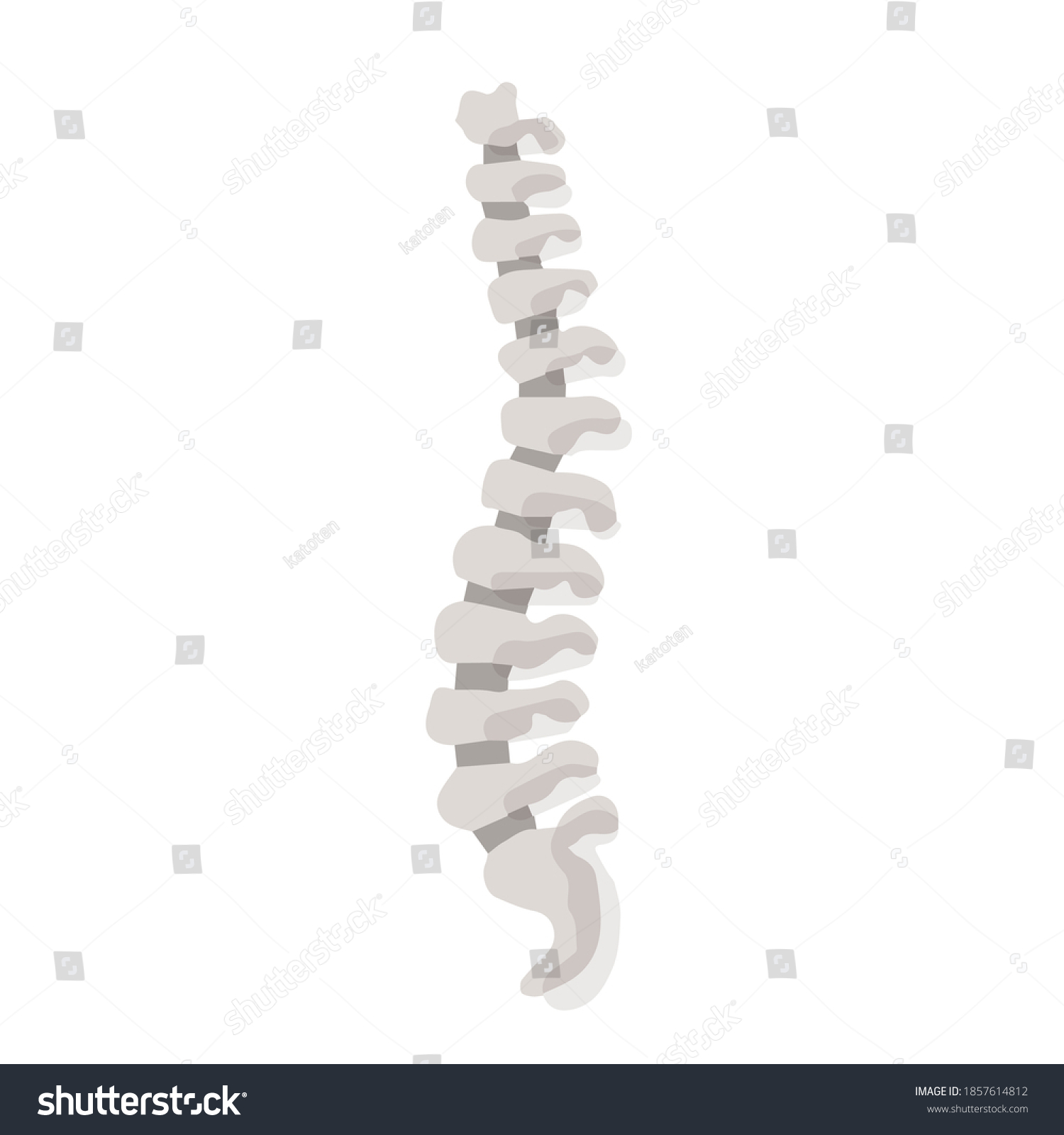 SVG of Human spine; Hand drawn vector illustration like woodblock print svg